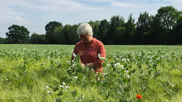 Weites grünes Getreidefeld unter Wolkenhimmel, mittendrin Inken Kuhn.